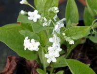 Omphalodes verna Alba